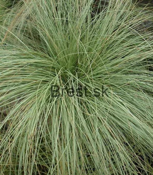 Carex comans 'Amazon Mist'
